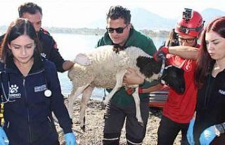 Sel felaketi riski taşıyan İzmir’de AFAD’dan...