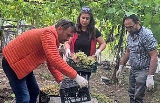 Seydikemer’de bazı üzümlerde yasaklı aktif madde...
