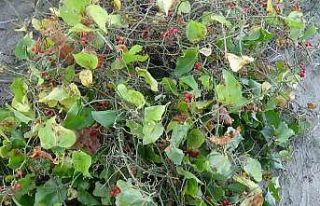 Sinop’ta Roman vatandaşların "kokina"...