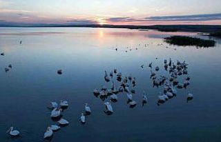 Sonbaharda Manyas Gölü’nde pelikan ve flamingo...