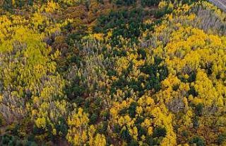 Sonbaharda seyirlik manzara