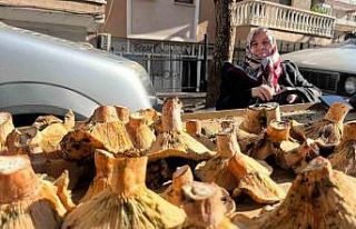 Tavşanlı pazarında mantar mesaisi