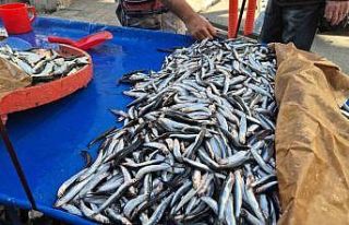 Tekirdağ’da hamsi ve sardalya 150 liradan alıcı...