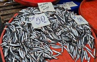 Tekirdağ’da hamsinin kilosu 50 liraya kadar düştü