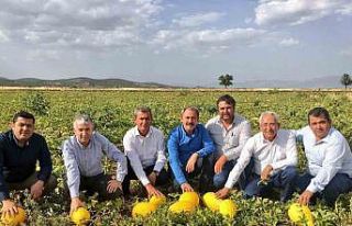 Tezgahlarda 10 liraya satılan Acıpayam kavunu tescillendi