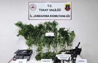 Tokat’ta jandarmadan eş zamanlı uyuşturucu operasyonu:...