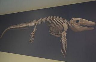 Türk profesör, Asya’da ilk kez keşfedilen "denizlerin...