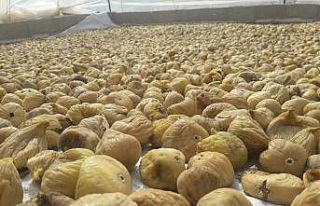 Türkiye’nin milli meyvesi incir, bu yıl üreticisine...