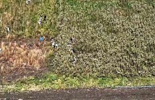 Uyuşturucu tarlasında bin 876 kök kenevir ele geçirildi:...