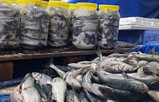 Van’da havaların soğumasıyla inci kefaline ilgi...