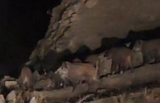 Van’da mahalleye inen domuz sürüsü görüntülendi