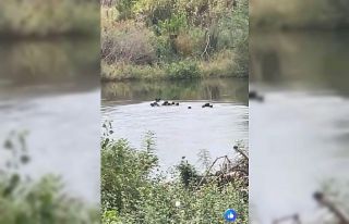 Yaban domuzları Meriç Nehri üzerinden Yunanistan’a...