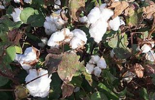 Yağışların pamuk alanlarındaki etkisi yerinde...