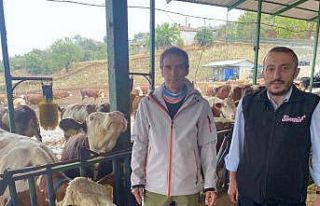 Yapay zeka süt hayvancılığında çığır açtı