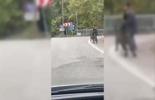 Yaşlı adam, üzerine koşan domuzdan son anda kurtuldu