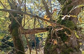 Yaşlı çınar küçük çınara kucak açtı