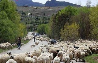 Yayla mesaisini tamamlayan Doğu Anadolu’daki göçerler...