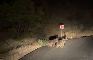 Yola inen iki yavru ayı görüntülendi