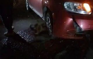 Yolda doğum yapan manda, yavrusuyla otomobil altında...