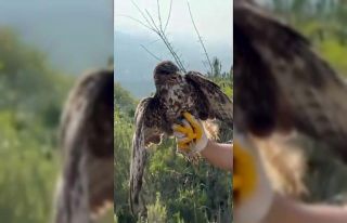 Yüksek gerilim hattına çarpıp felç geçiren kızıl...