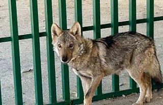 Zincire vurulmuş halde bulunan kurt rehabilite ediliyor