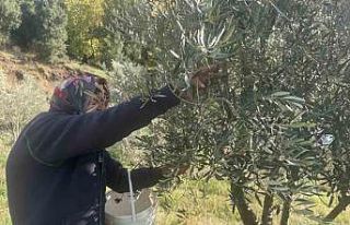 88 yaşındaki Emine nine zeytin hasadında