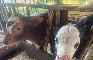 ABD Tarım Bakanlığı: "Türkiye’de yıllık...