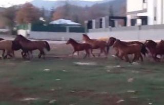 Aç kalan yılkı atları şehir merkezine indi