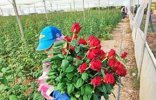 Adana’da seralarda gül hasadı başladı