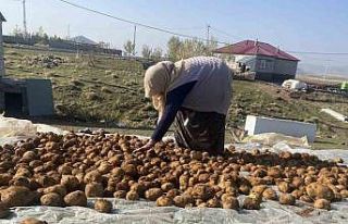 Ağrı’da kışlık patatesler geleneksel yöntemle...