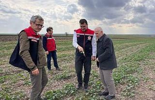 Aksoy: "Anıza ekim, yağmurun emilimini artırır...