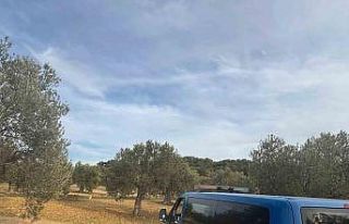 Aliağa’da zeytin hasadı başladı, güvenlik önlemleri...