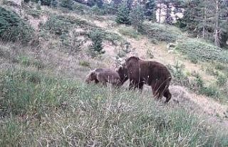 Anne ayı ve yavruları kamerada