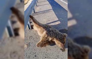 Aracın çarptığı ayı telef oldu