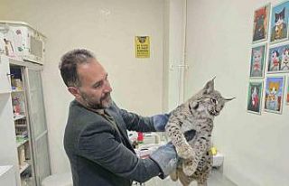 Aracın çarptığı vaşak tedaviye alındı