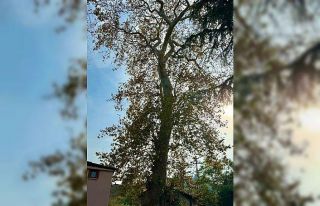Asırlık çınar ağacının koruma altına alınması...
