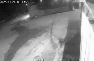 Aşkale’de aç kalan kurtlar köye indi