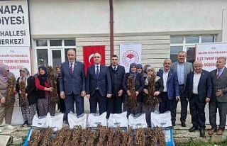 Aslanapa’da 13 kadın çiftçiye yüzde 75 hibeli...