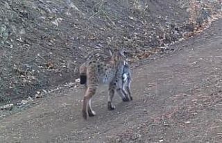 Avını taşıyan vaşak kamerada