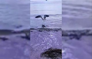 Ayağına dolanan sahte oltayla yaralanan martı tedavisinin...