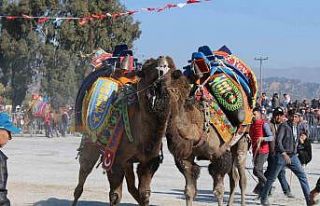 Aydın’da deve güreşleri ertelendi