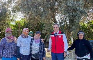 Aydın’da mandalina hasadı başladı