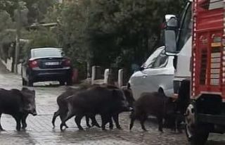 Ayvalık’ta yağmurlu havada aç kalan domuzlar...