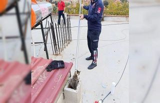 Bacaya sıkışan kediyi itfaiye kurtardı