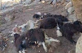 Batman’da kurt saldırısında 10 keçi telef oldu,...