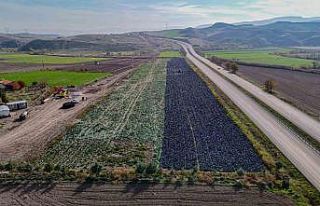 Beypazarı’nda mor lahana hasadı sürüyor