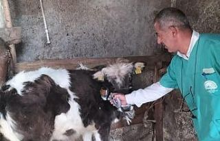 Beyşehir’de şap aşısı seferberliği