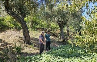 Bodrum’da zeytin hasadı başladı