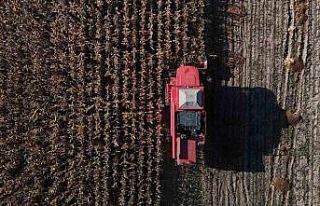 Bolu’da dane mısır hasadı başladı