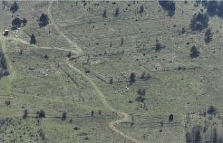 Bolu’da kayıp hayvanlar dronla bulundu